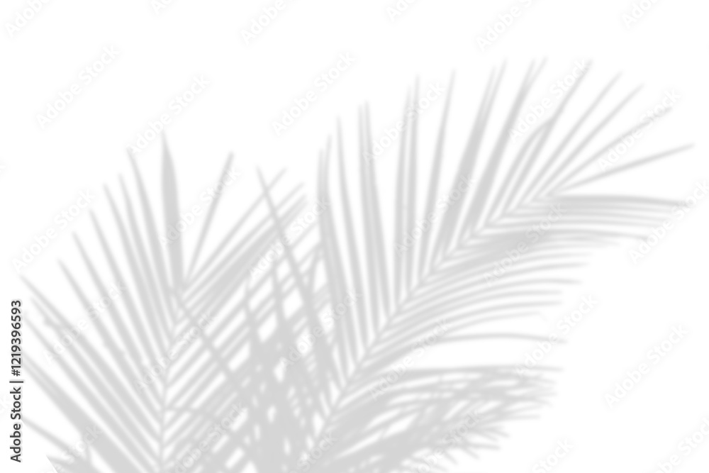 Fototapete realistic shadow overlay effect. natural palm leaf shadows isolated on transparent background. tropi