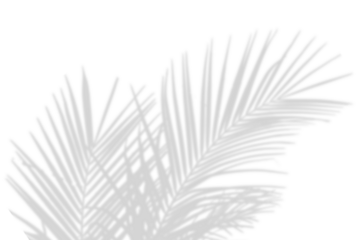 Realistic shadow overlay effect. Natural palm leaf shadows isolated on transparent background. Tropical coconut branch shade, foliage silhouette decoration. Design element for summer spring projects