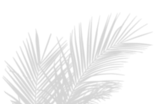 Realistic shadow overlay effect. Natural palm leaf shadows isolated on transparent background. Tropical coconut branch shade, foliage silhouette decoration. Design element for summer spring projects