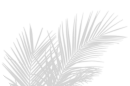 Realistic shadow overlay effect. Natural palm leaf shadows isolated on transparent background. Tropical coconut branch shade, foliage silhouette decoration. Design element for summer spring projects