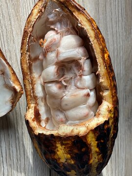 Cacoa chocolate seed pod with exposed fruit