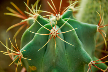 close-up of cactus and  shaped thorns © Erdem