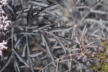 Elder Black Lace leaves