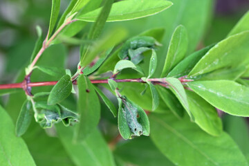 Bitten and curled leaves by caterpillars of Dotted grey groundling, Athrips mouffetella on blue honeysuckle or sweetberry, Lonicera caerulea growing in the garden. Pest of the fruit plant.