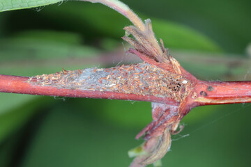 Cocoon with a pupa inside of Dotted grey groundling, Athrips mouffetella on blue honeysuckle or sweetberry, Lonicera caerulea growing in the garden. Pest of the fruit plant.