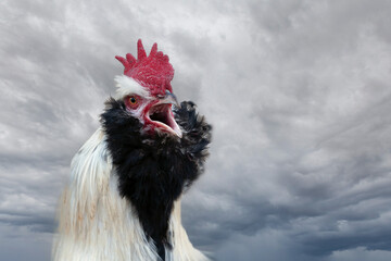 Cockcrow