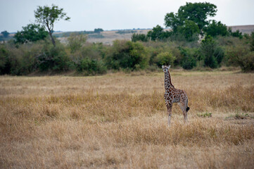 giraffe walking in the savannah