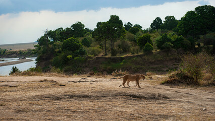 Lion in the SAvannah