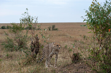 Cheetah