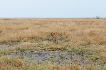 Lion Baby