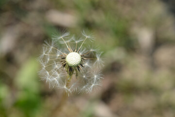 Common dandelion seed head