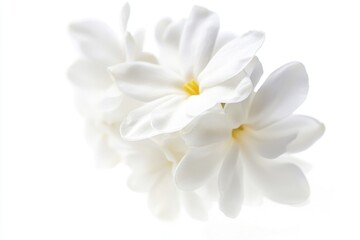 Fototapeta premium A close-up shot of a single white flower on a white background