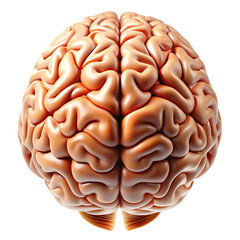 3d rendered illustration of human brain