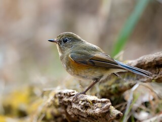 森の中で枯れ木に留まって周りを見渡しているルリビタキ
