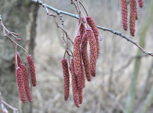 On a branch of a tree of black alder hang inflorescences of an earring. - Powered by Adobe