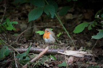 European Robin (Erithacus rubecula) bird with orange chest standing on a branch on the ground and is looking to the left side, North Rhine-Westphalia, Germany
