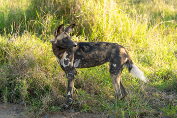 Lycaon, Lycaon pictus, Afrique du Sud