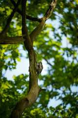 Fototapeta premium Great Spotted Woodpecker (Dendrocopos major) pecking the wood on a side of a tree branch, North Rhine-Westphalia, Germany