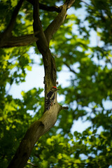 Great Spotted Woodpecker (Dendrocopos major) sitting on a tree branch with the white and black wings on the back facing you and looking over the shoulder to the right side with the red head, North Rhi