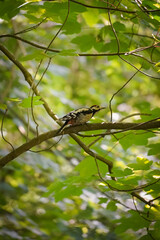 Great Spotted Woodpecker (Dendrocopos major) laying down on a tree branch and looking to the right side  with green leaf background, North Rhine-Westphalia, Germany