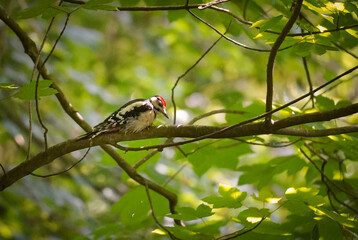 Great Spotted Woodpecker (Dendrocopos major) laying on a branch and looking for a spot to peck with green leaf background, North Rhine-Westphalia, Germany