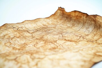 A single leaf sits on a flat surface, often used as a prop for still life photography or as a symbol in storytelling