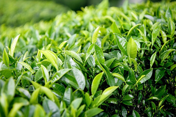 Obraz premium Lush green tea leaves thriving in Sri Lanka hills