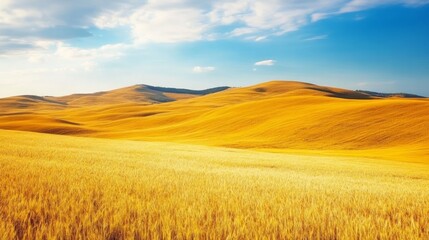 Fototapeta premium Golden wheat field rolling hills summer landscape, idyllic rural scene, perfect for travel brochures