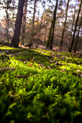 autumn forest in the morning