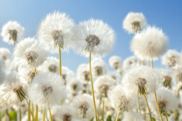 Naklejka premium Beautiful Close-Up of White Dandelion Flowers Against Blue Sky
