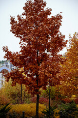 Naklejka premium bright autumn in a residential area.