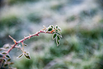 Frozen leaf at morning sun