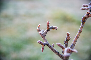 Morning frost on tree branches