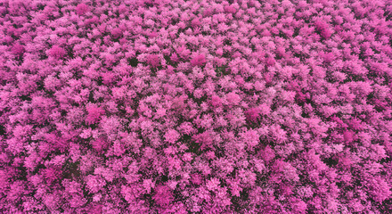 Pastel spring blossom floral background with pink flowers, blue sky, and soft sunlight nature aerial view