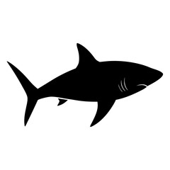 shark illustration