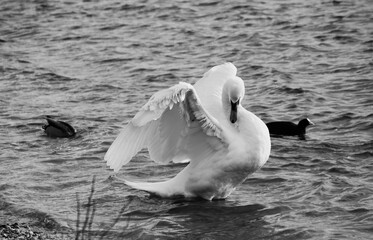 Proud and elegant swan spread wings on the lake black and white photography © moreidea