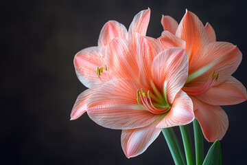 Delicate Peach Amaryllis Flowers Bloom Beautifully