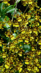 Oncidium sphacelatum
