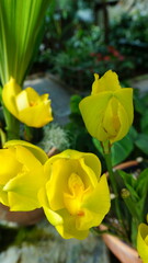 Tulip Orchid Anguloa clowesii