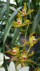 Cymbidium lowianum