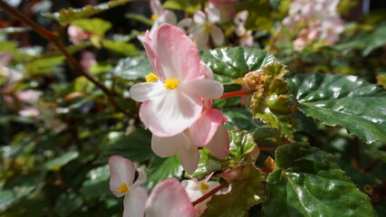 magnolia tree blossom