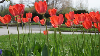 field of tulips