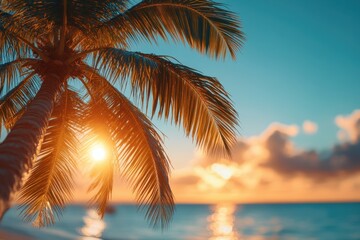 Fototapeta premium A beautiful palm tree with sunlight on a tropical beach