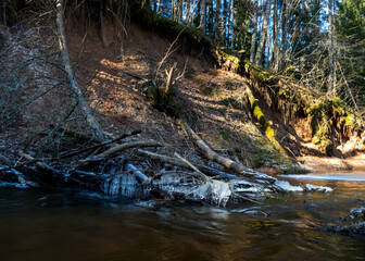 spring landscape with a small rapid wild river, fallen trees in the river and on the bank, Raunis, Latvia