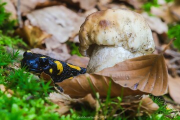 mushroom in the grass