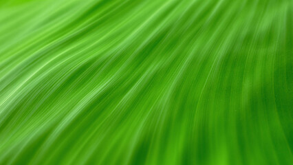Green Banana Leaf Texture