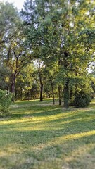 Obraz premium Park tree