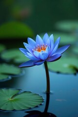 Obraz premium Blue lotus blooming in a peaceful pond with ripples, waterlily, serenity, stillness