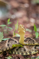 Brazilian Wildlife is very beautiful have many species with colorful variables. Are apes, lizards, mammals, felins, caimans, cats, bats, crabs, spiders, snakes and many others.