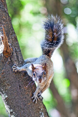 Red and Grey Mexican Squirrel  ( chipmunk ) on a tree in Chapultepec Park Mexico City. Wildlife in the park
